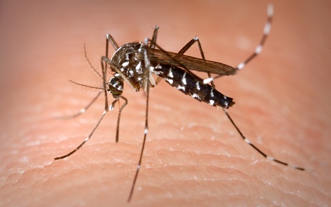 Nueva detecciÃ³n de mosquito tigre en Madrid